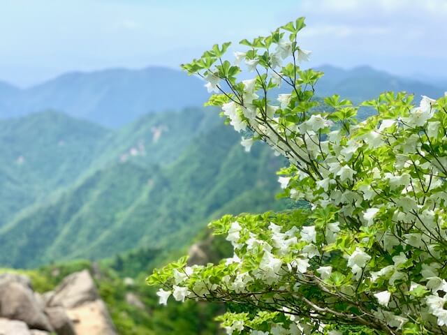 鎌ヶ岳のシロヤシオ