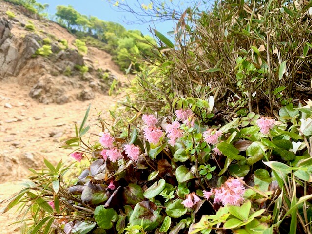 鎌ヶ岳のお花