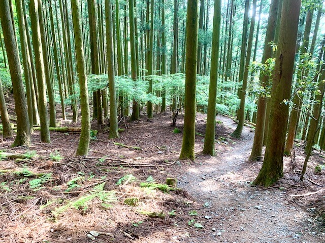 入道ヶ岳二本松尾根ルート