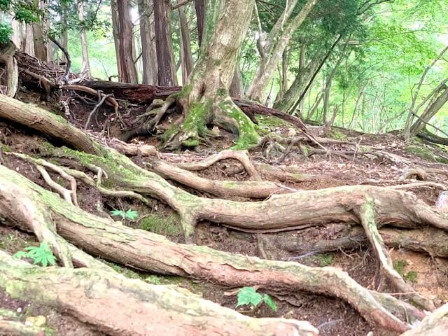 木の根が多い登山ルート