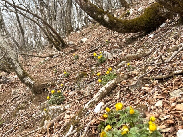 福寿草（藤原岳）