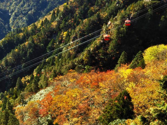 御在所岳中腹の紅葉イメージ