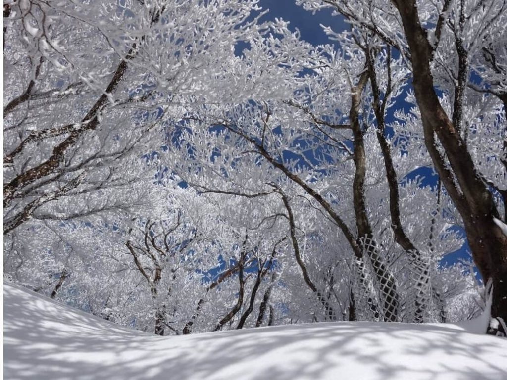 御在所岳の冬の樹氷イメージ