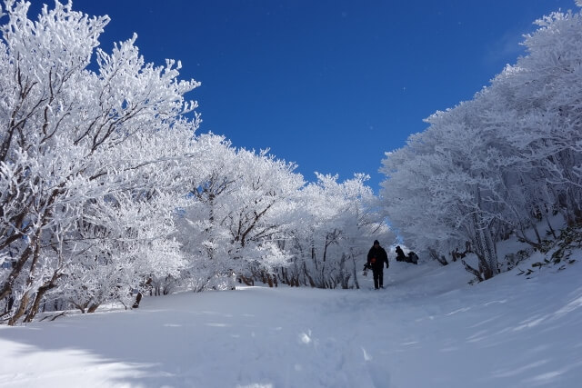 御在所岳山上の散策道の樹氷イメージ