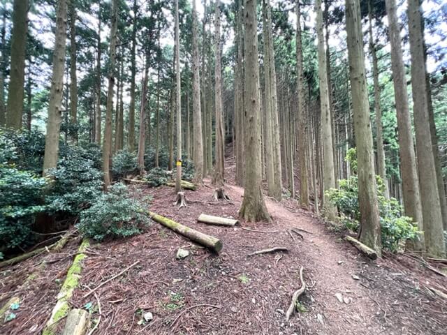 遠足尾根登山道