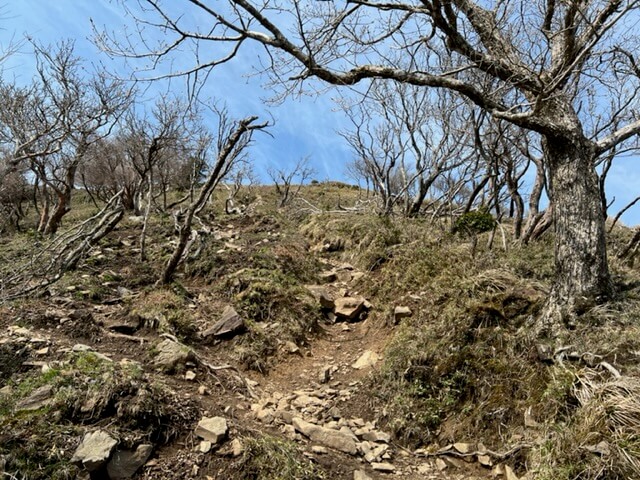 竜ヶ岳表道のイメージ