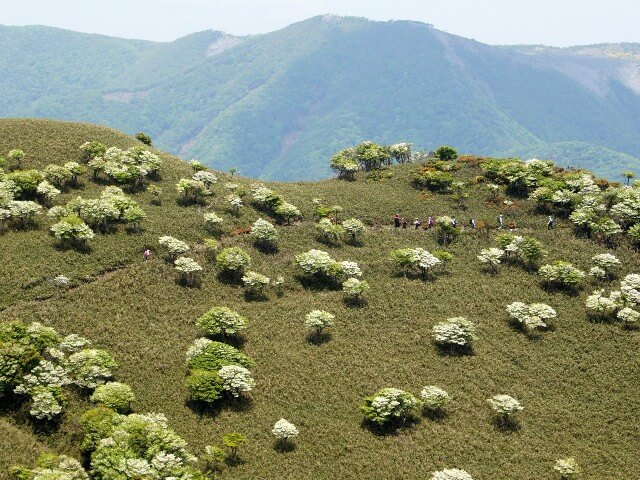 竜ヶ岳　白い羊の群れ