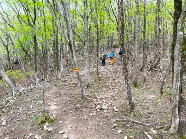 竜ヶ岳中道のイメージ