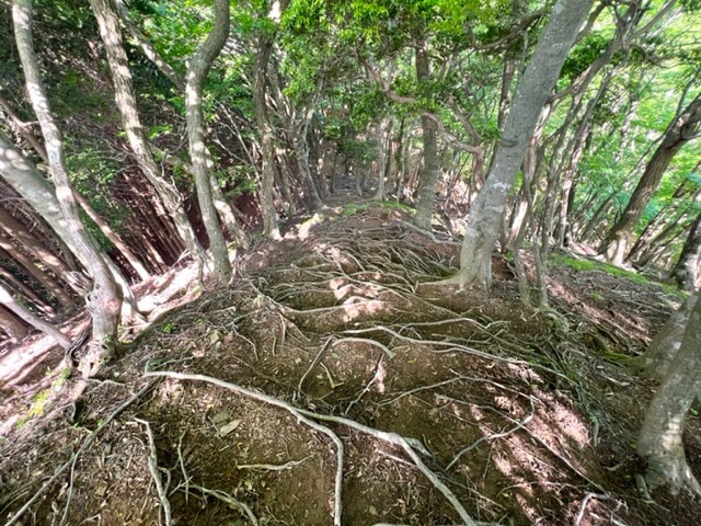 雨乞岳・沢谷峠～沢谷の頭