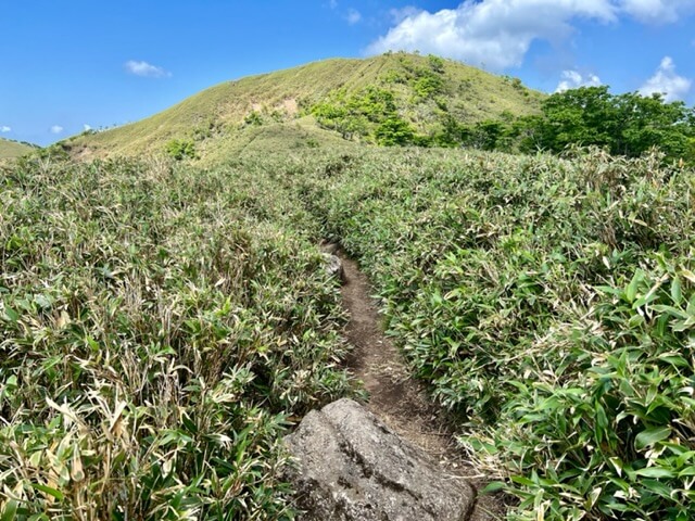 東雨乞岳の熊笹