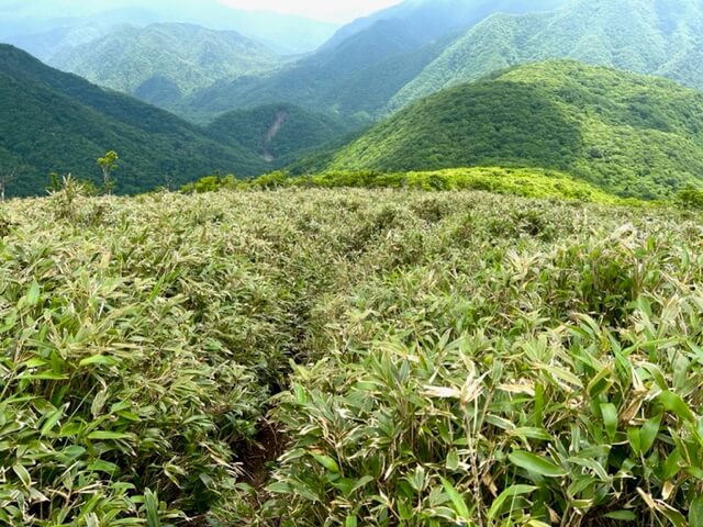 東雨乞岳山上エリアイメージ