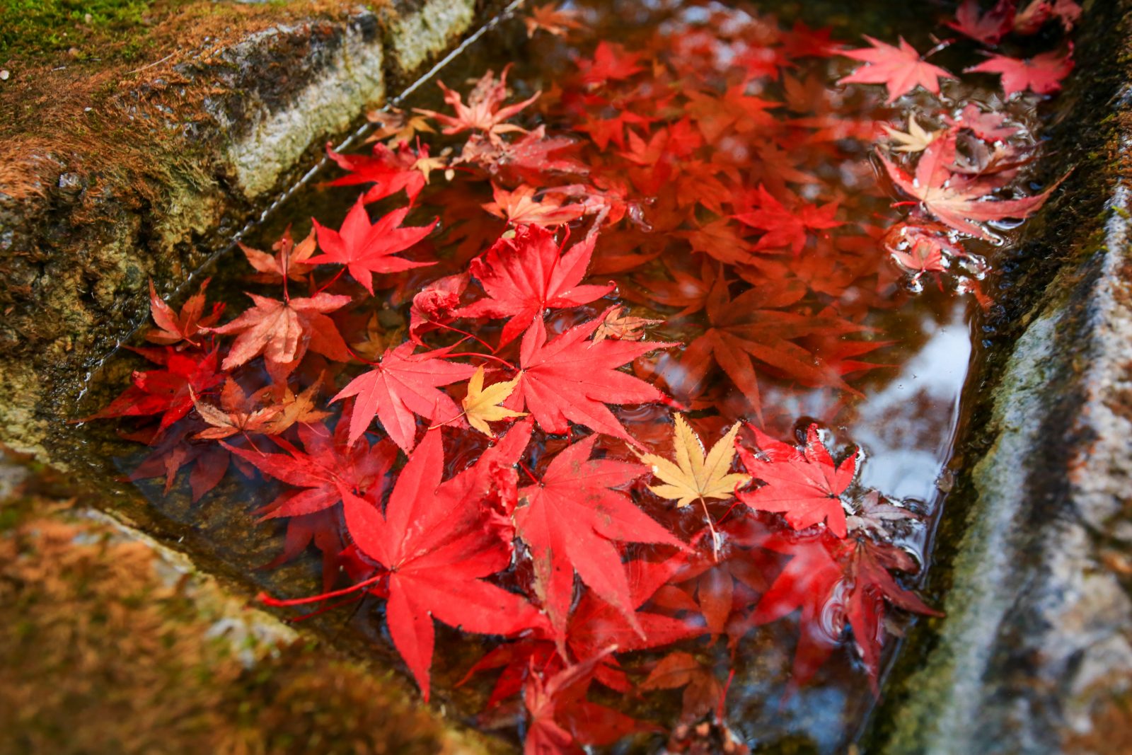伊勢神宮内宮神苑