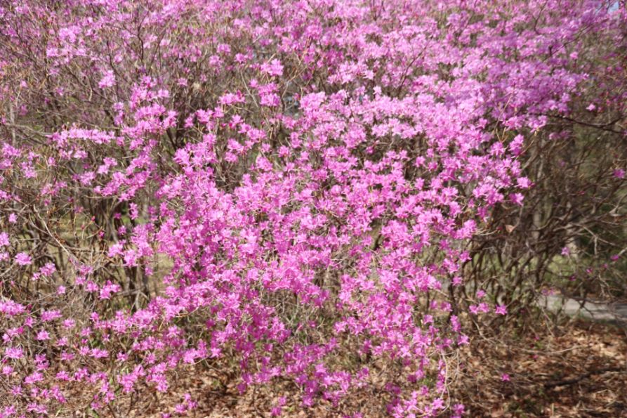 ミツバツツジを見られる山10選！山梨県の山もご紹介！ | ホテル湯の本