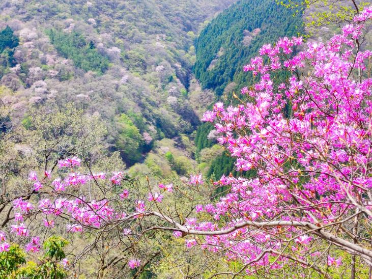 ミツバツツジを見られる山選！山梨県の山もご紹介！   ホテル湯の本