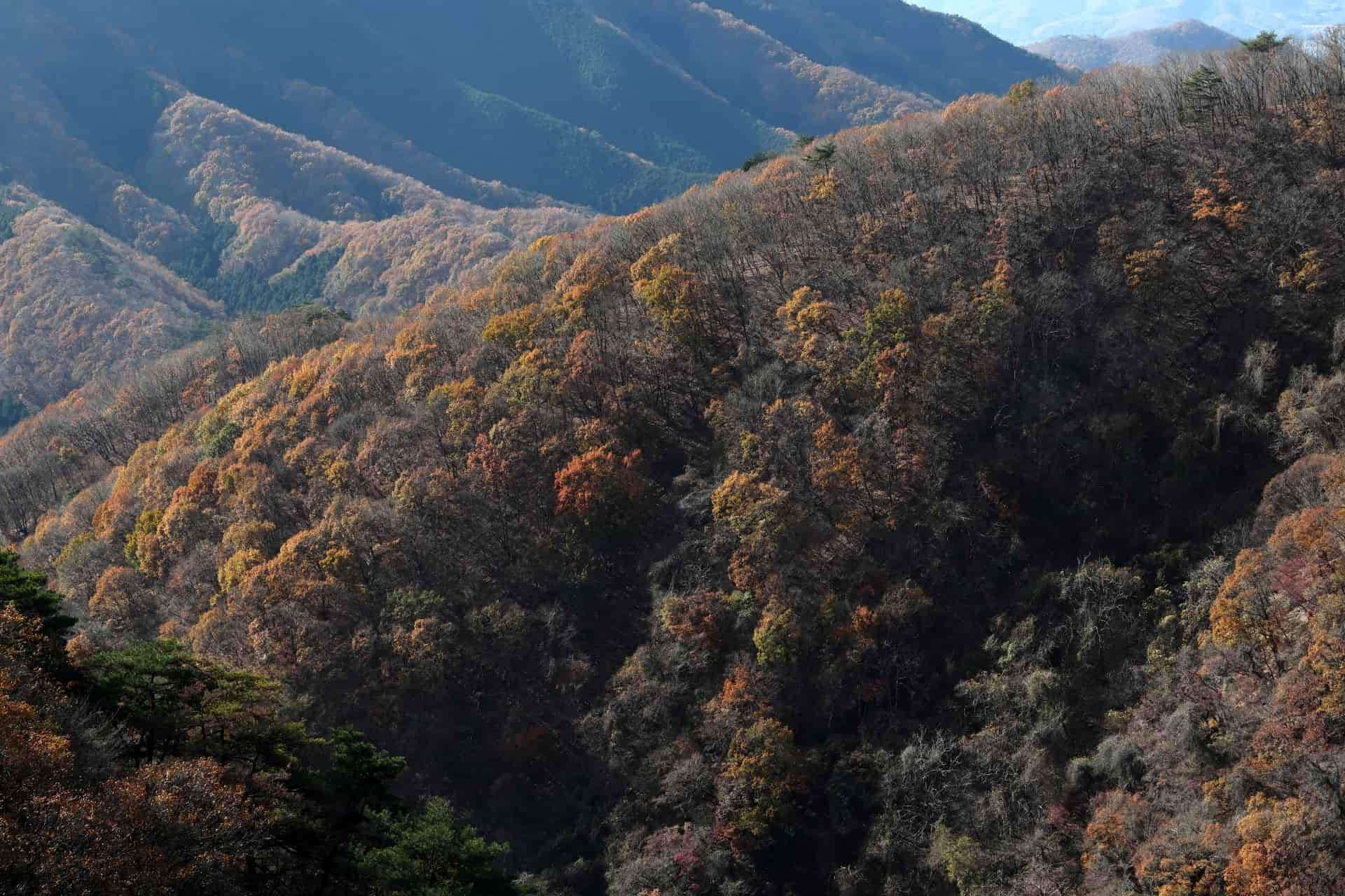 仙人ヶ岳