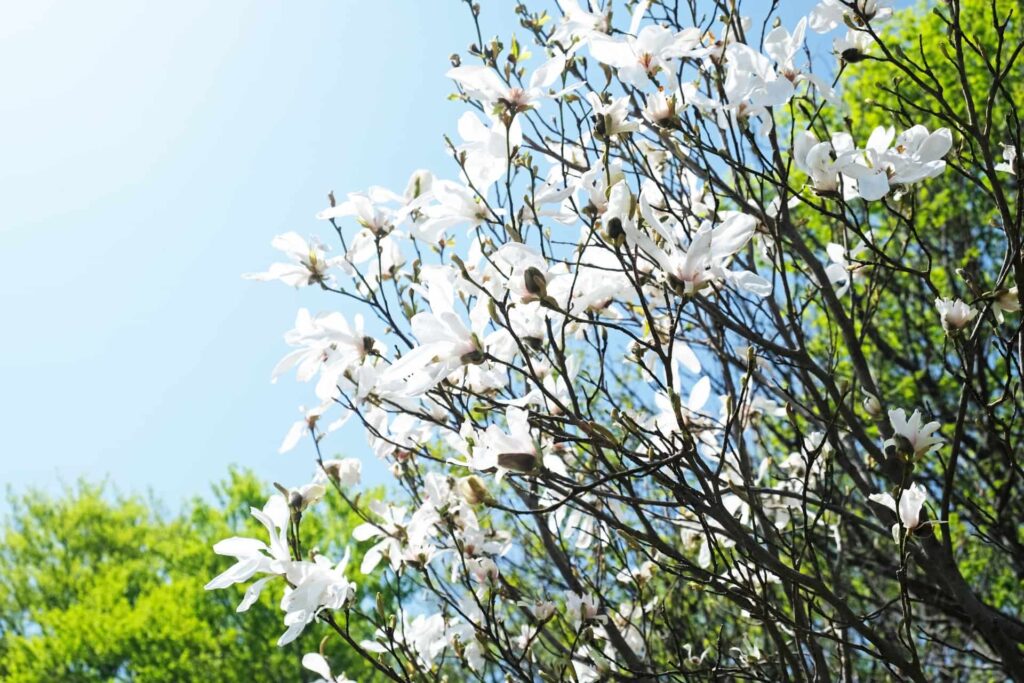 タムシバの花の特徴
