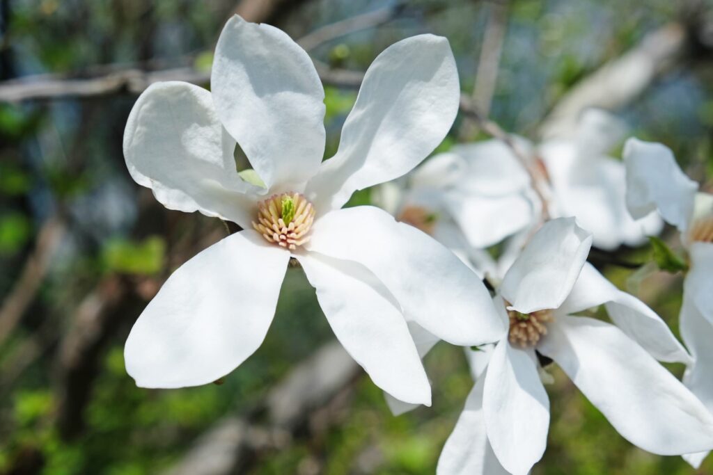 タムシバの花が見られる季節