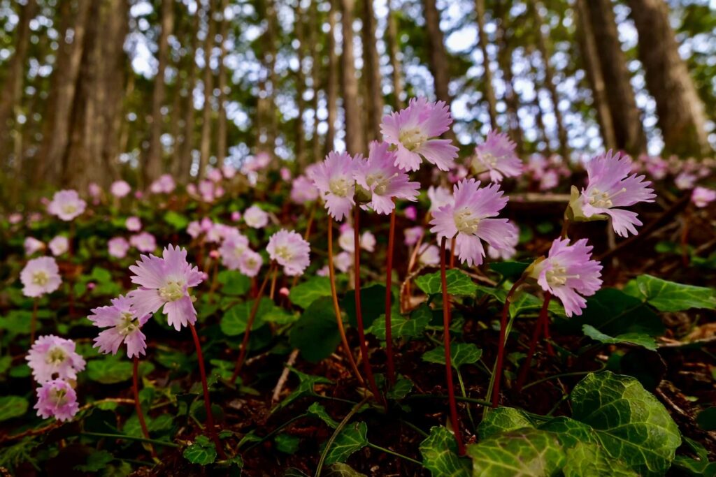 イワウチワの花が見られる季節