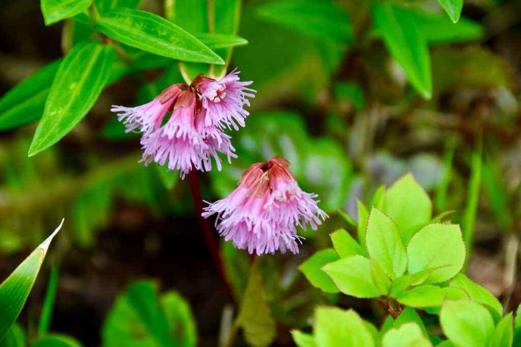 ハイキングをしながら花を楽しんだ後は