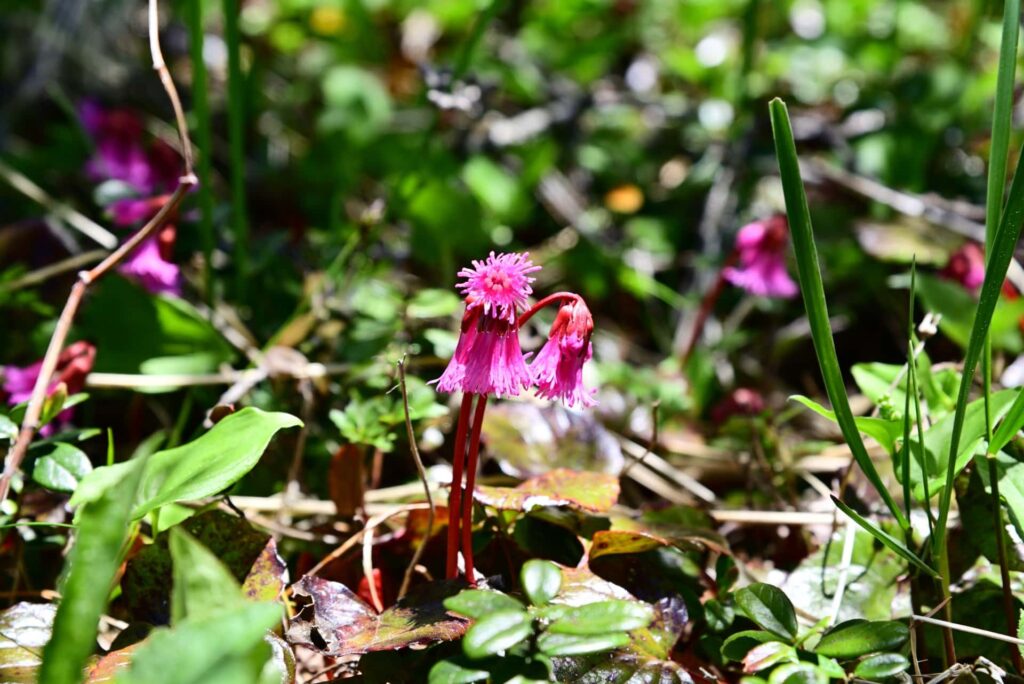 イワカガミの花が見られる季節