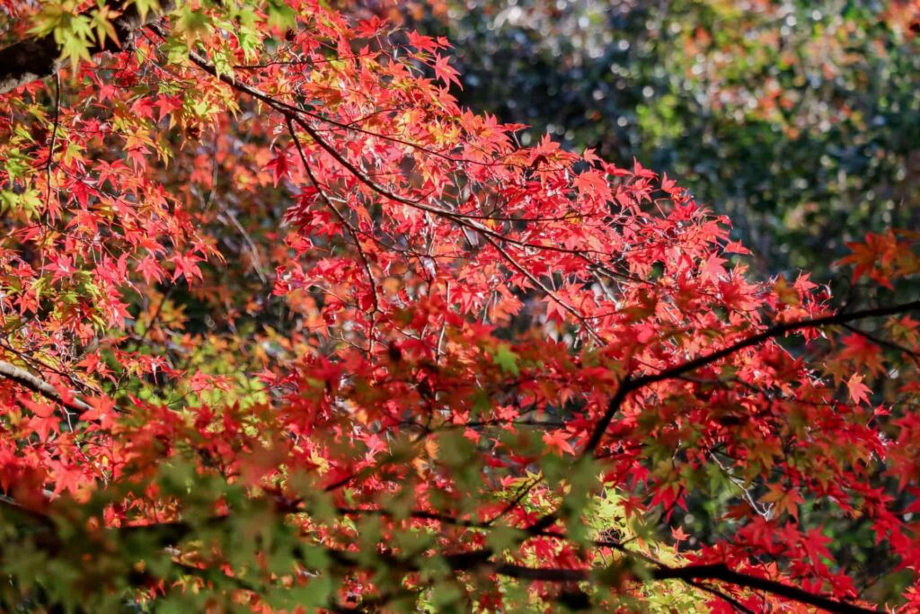 山⑤：鳴神山