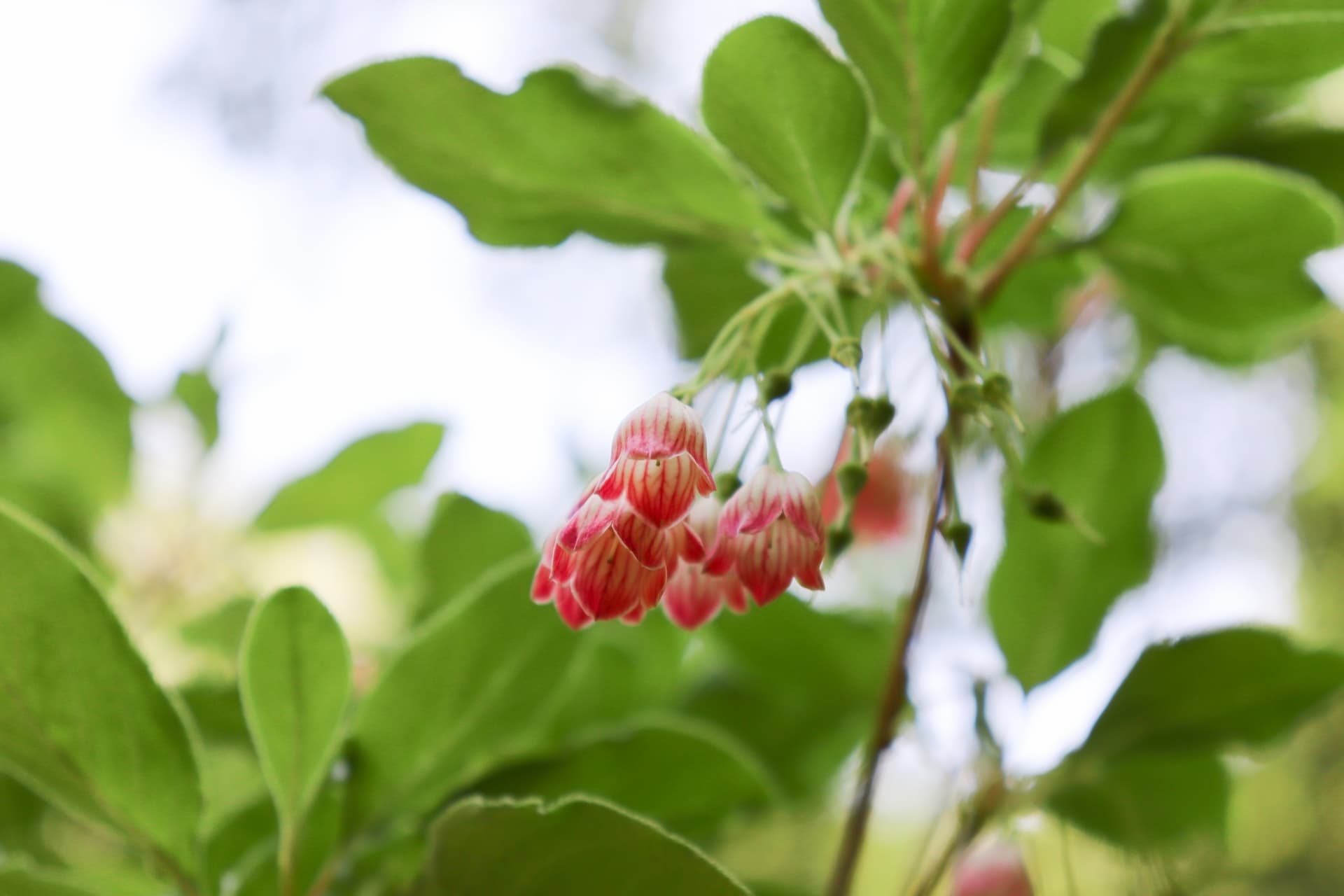 サラサドウダンの花が見られる季節