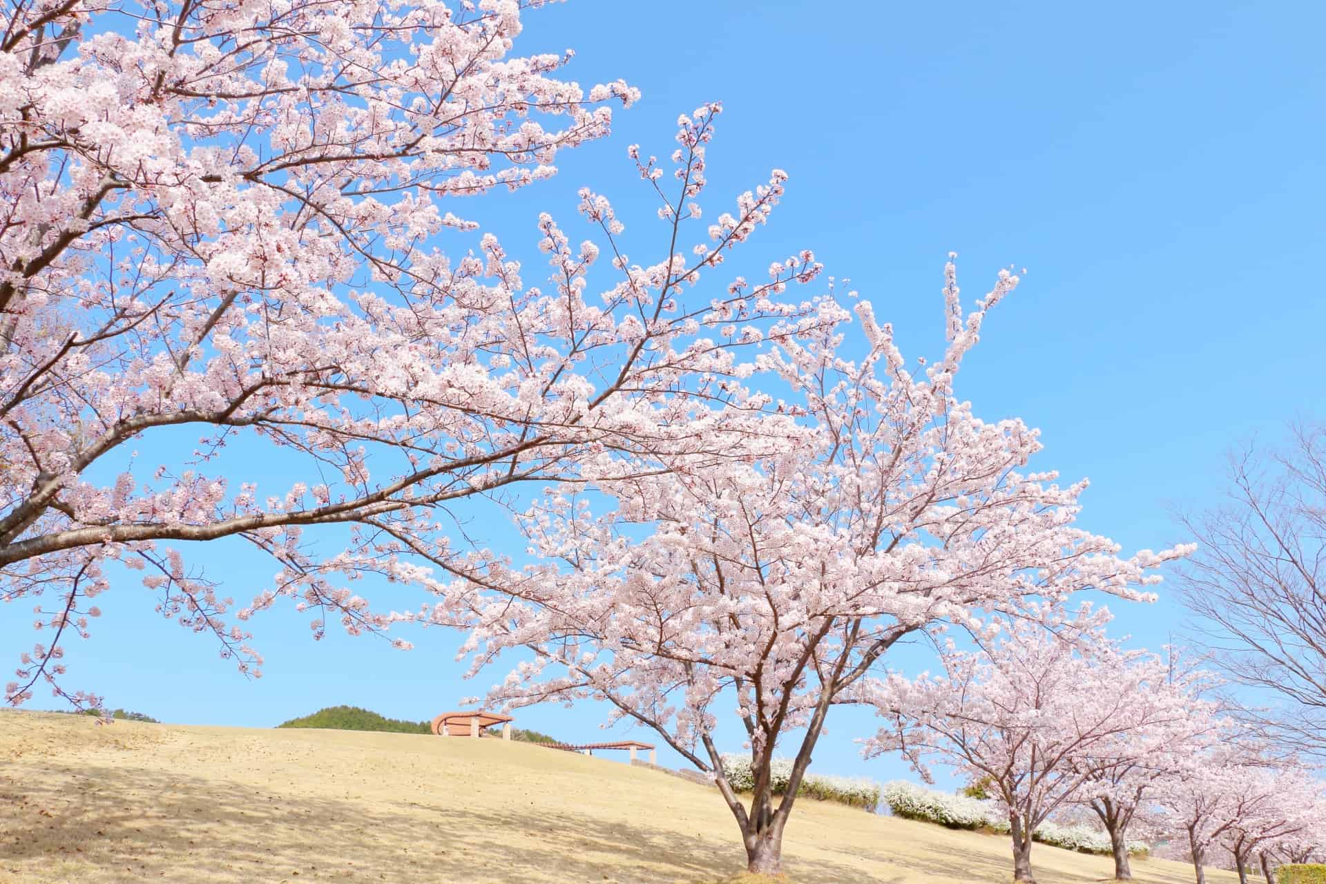 桜を見ながらのハイキングが人気