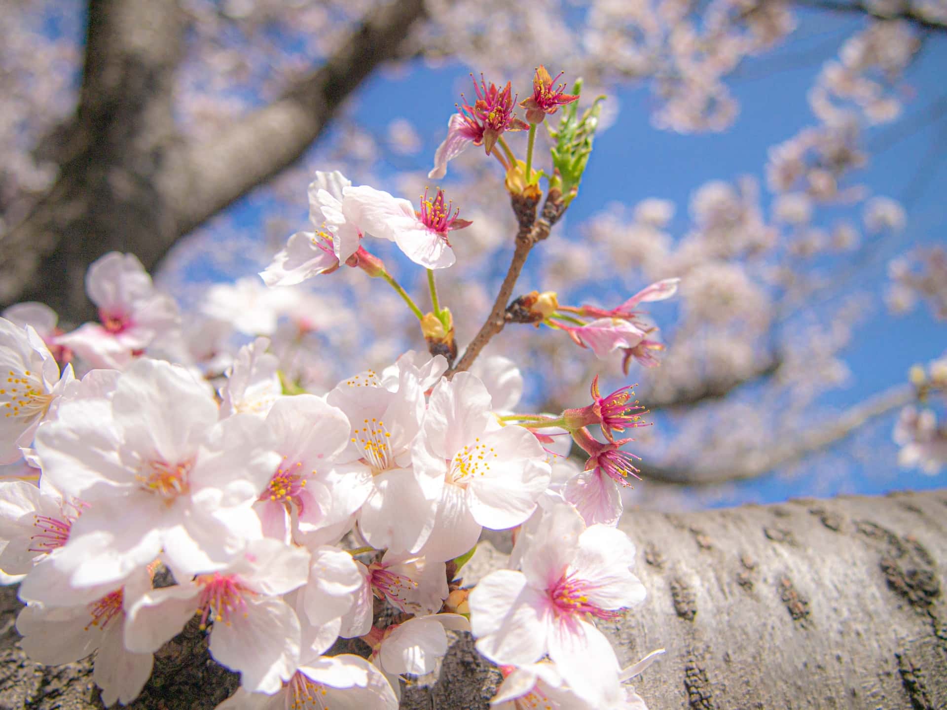 湯の山温泉周辺の桜が見られるおすすめスポット5選