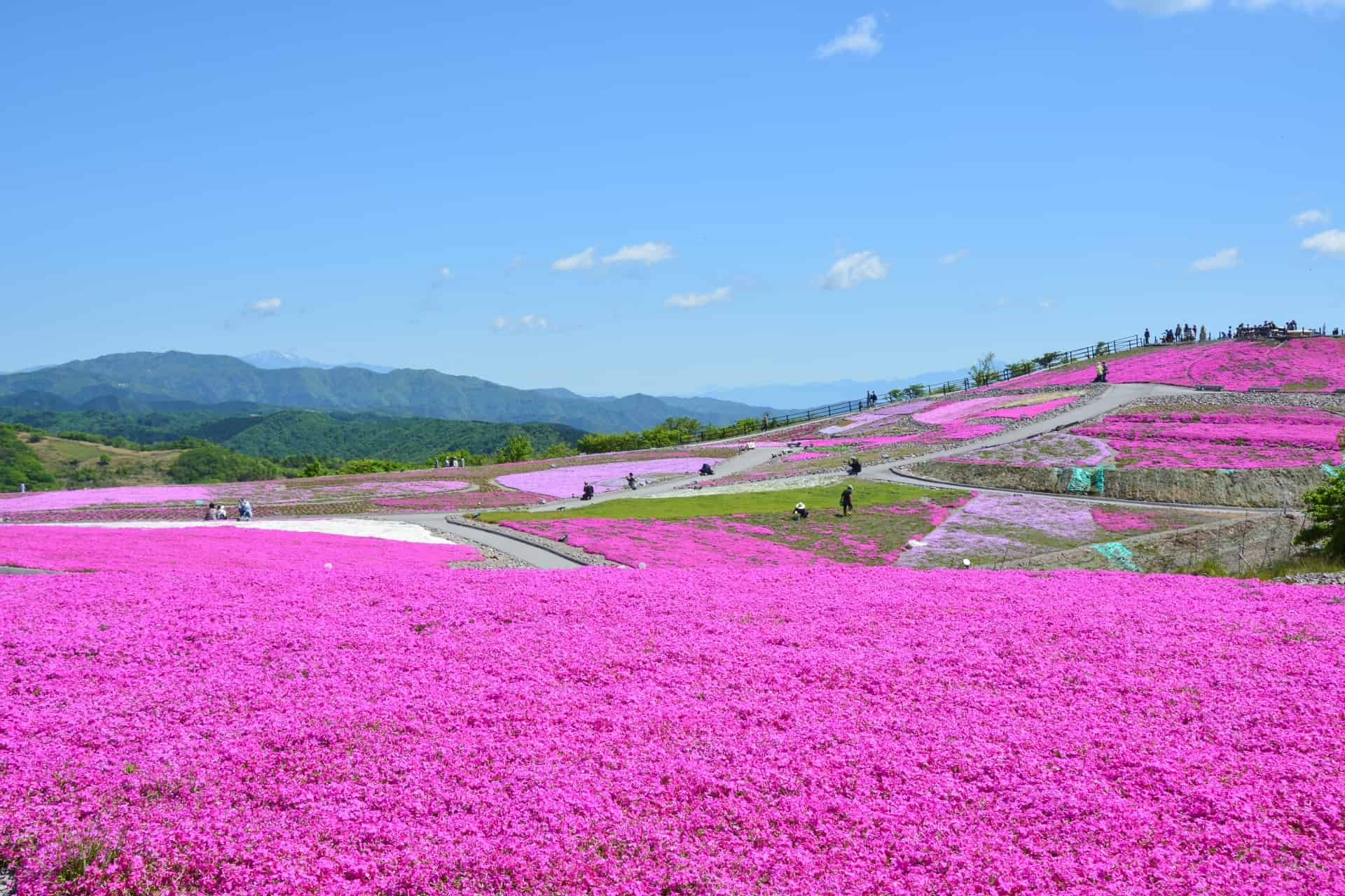 茶臼山高原