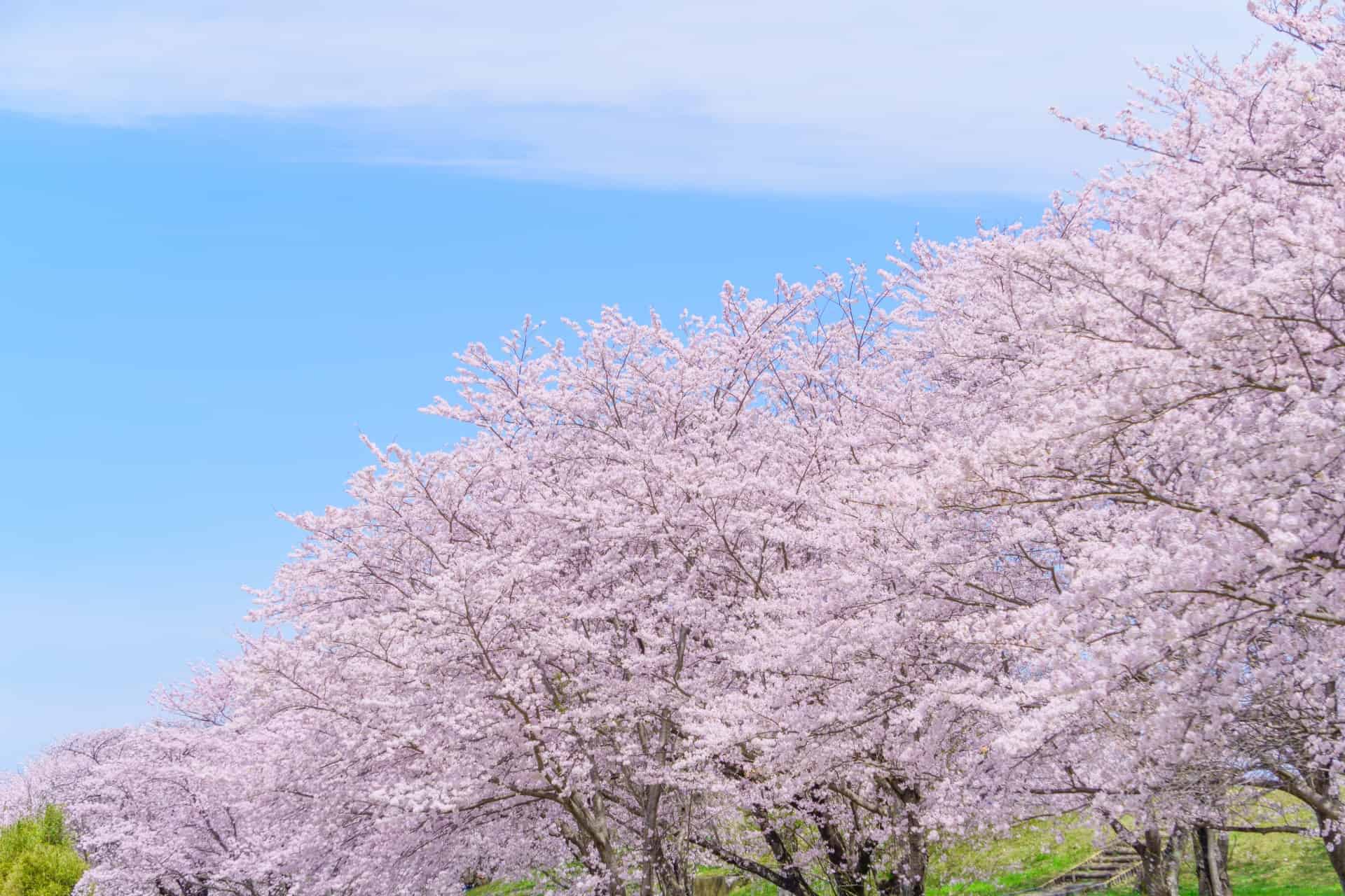 宮川堤の桜並木