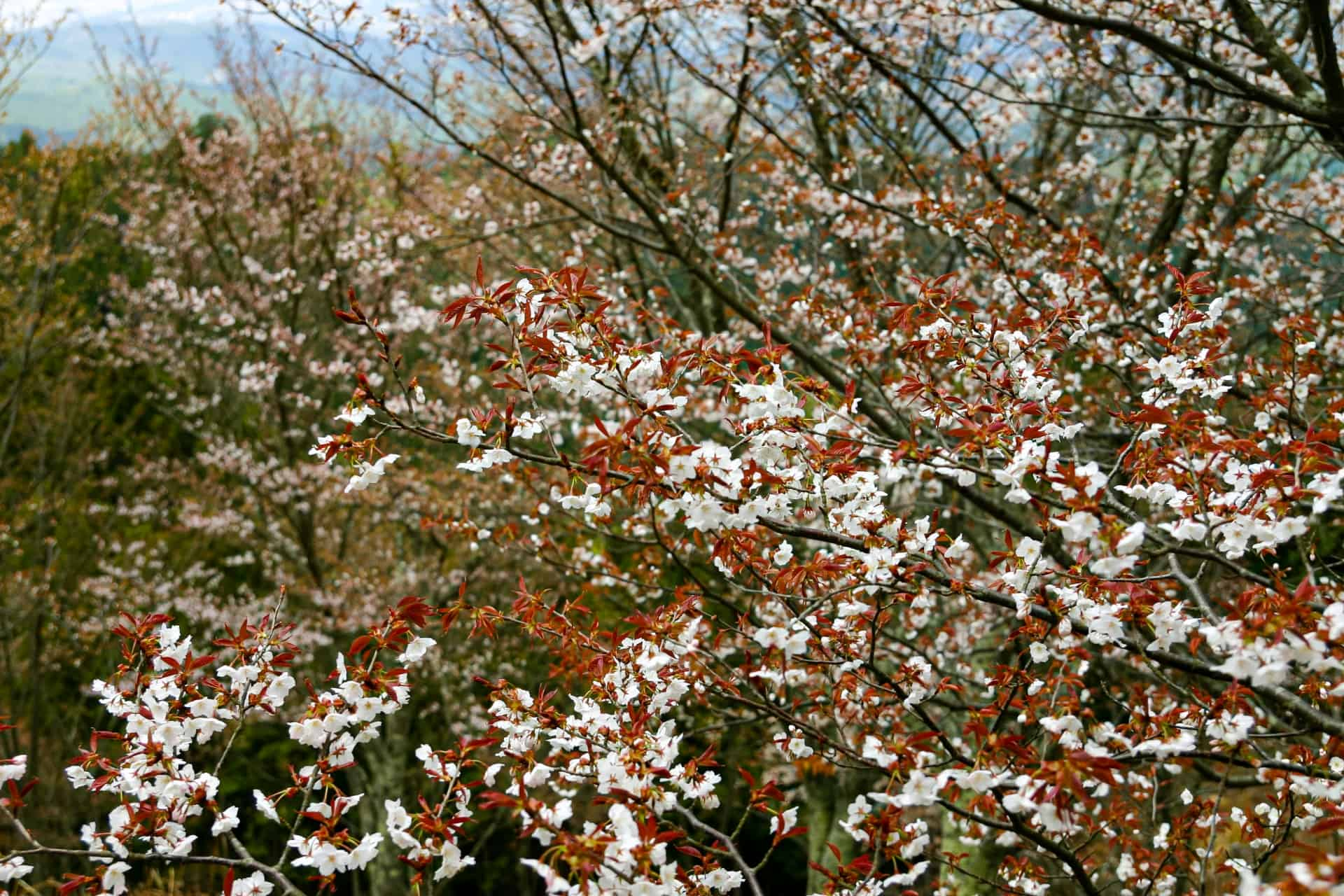 吉野山