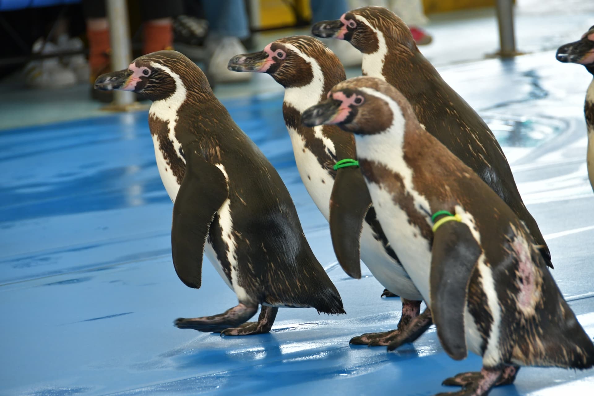 鳥羽水族館