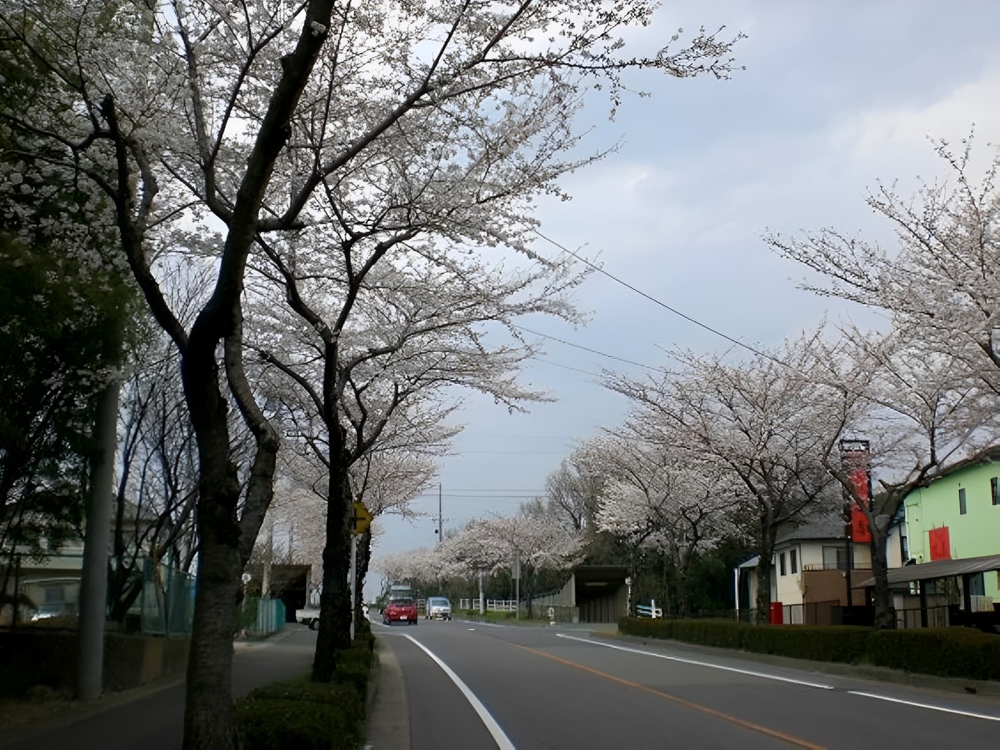 菰野大橋の沿道の桜並木