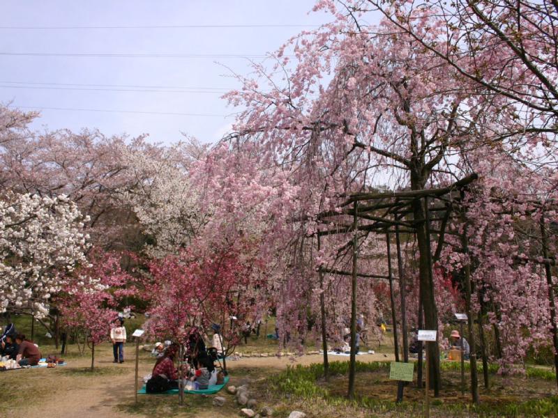 名所③：滋賀県立近江富士花緑公園