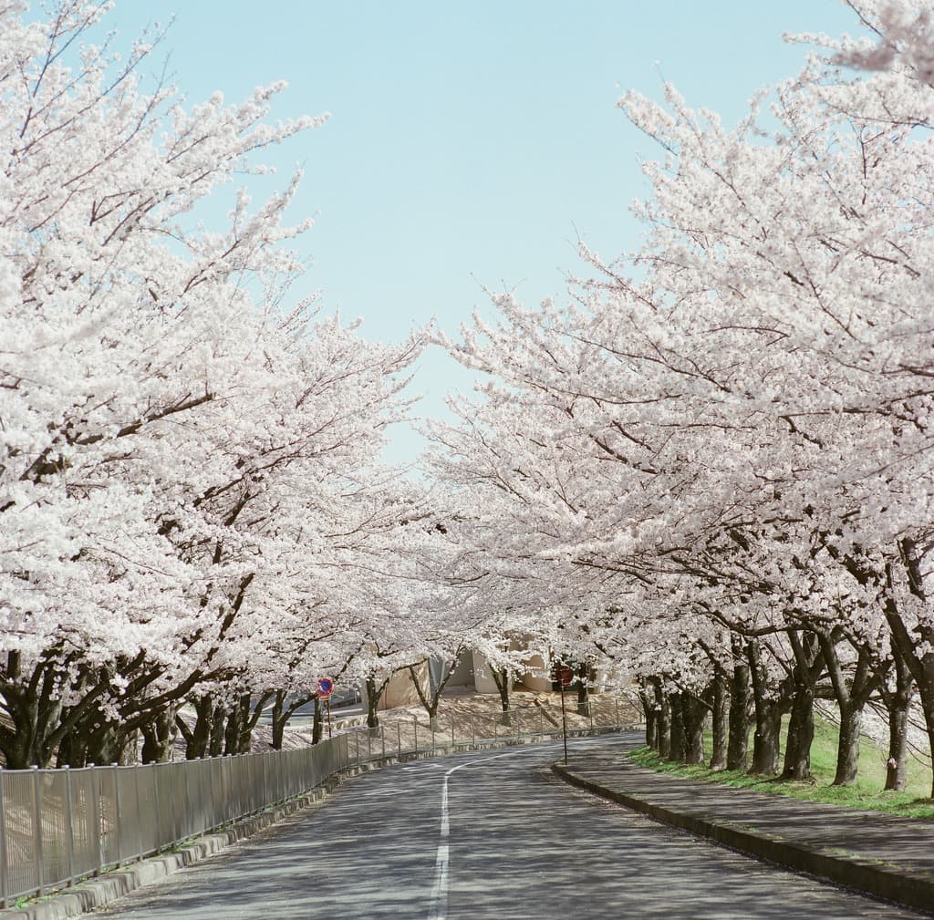 名所④：養老公園