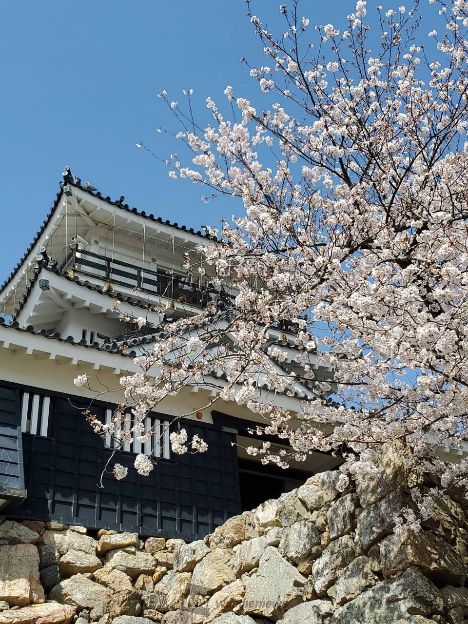 名所③：浜松城公園