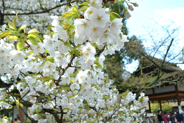 名所④：平野神社