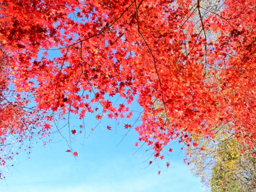 紅葉と空