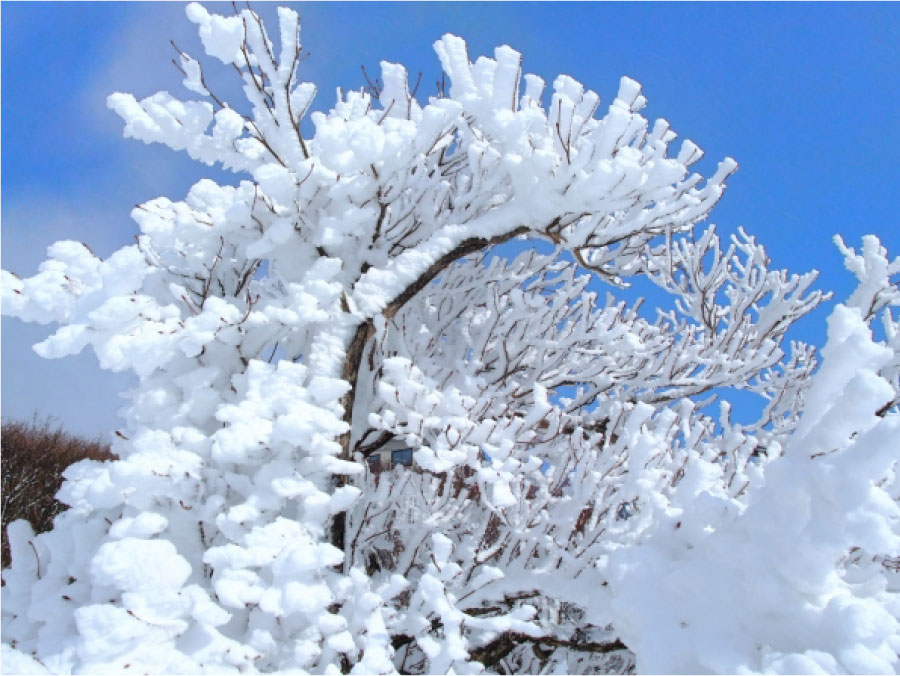 冬におすすめの御在所岳の樹氷