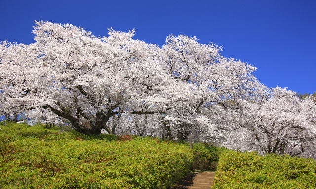 桜