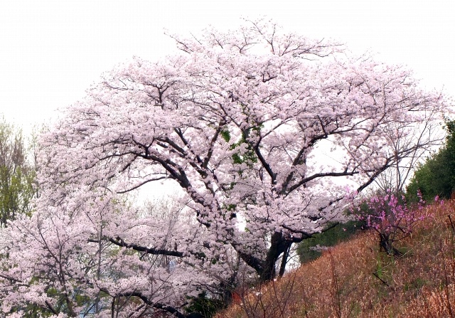 桜