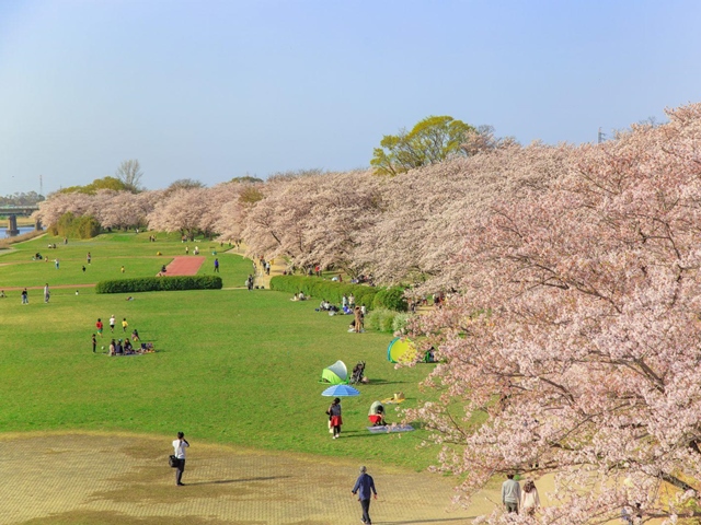 宮川堤の桜並木