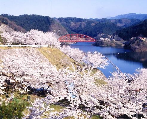 青蓮寺湖畔の桜