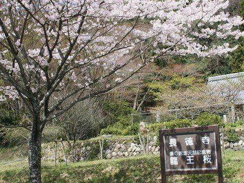 龍王桜