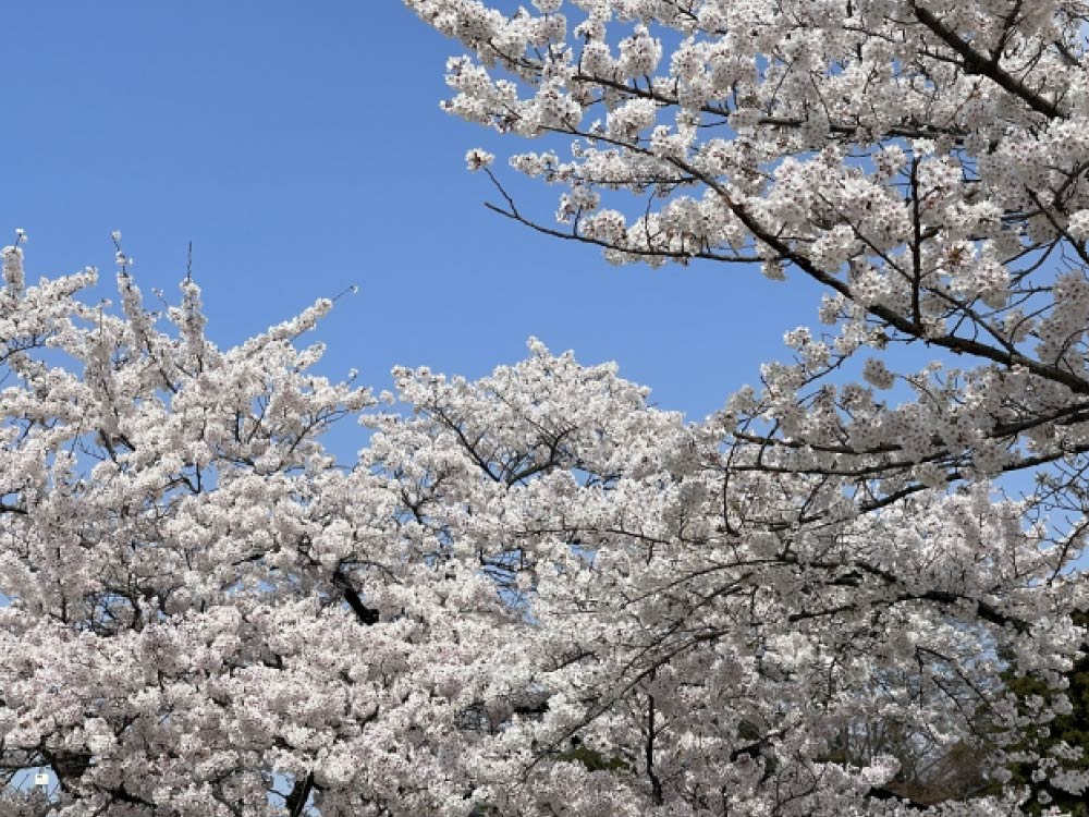東海地方で桜が綺麗なキャンプ場11選