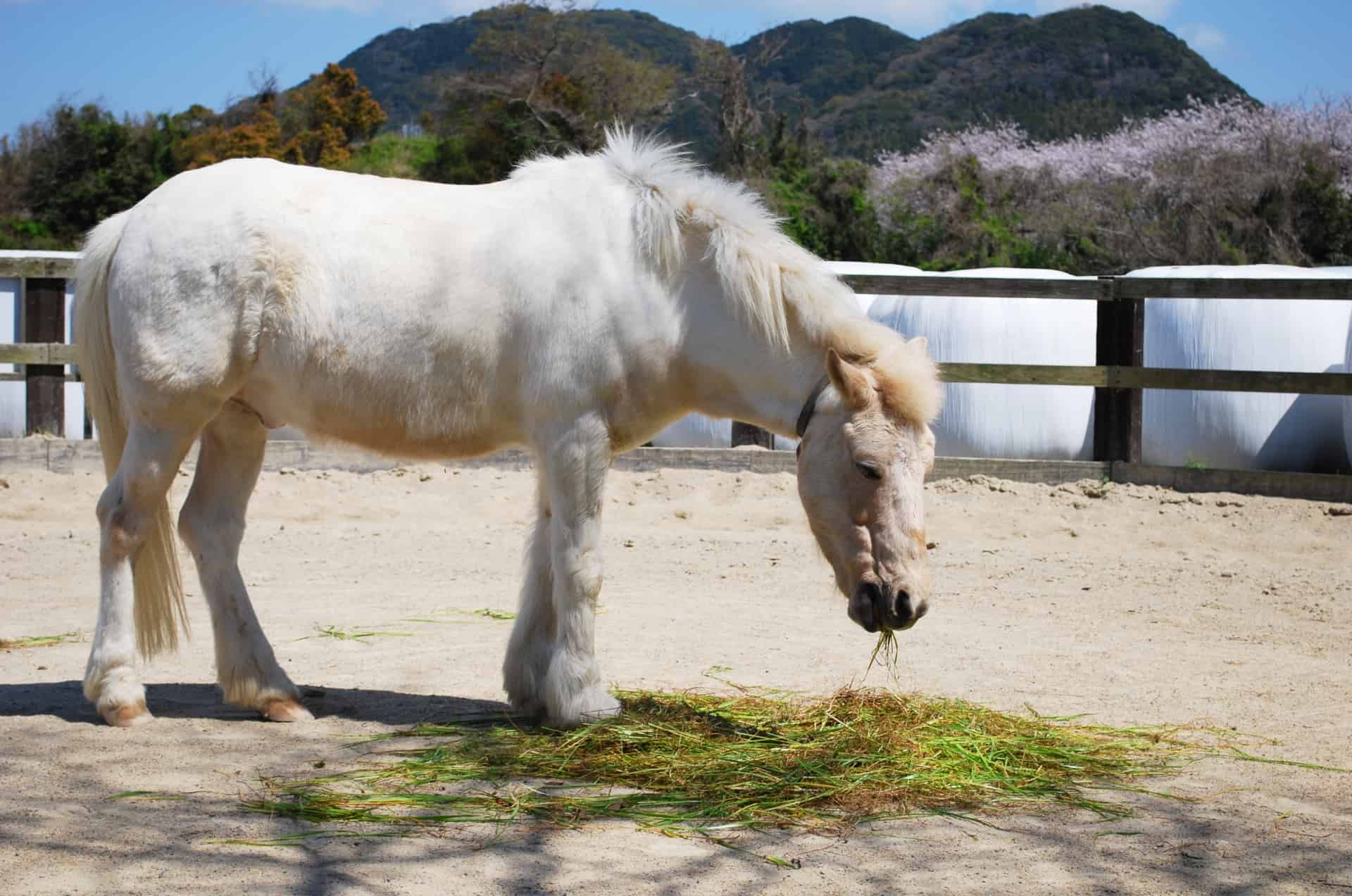 湯の山乗馬クラブで乗馬体験を楽しもう