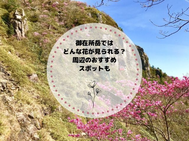 御在所岳ではどんな花が見られる？春の花々と周辺のおすすめスポットも解説
