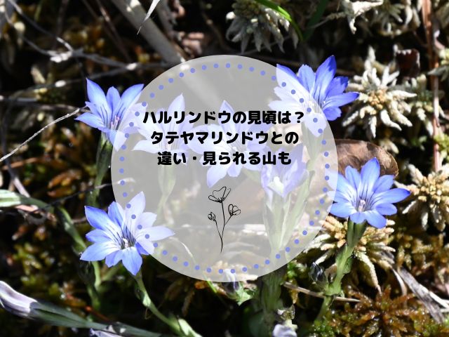 ハルリンドウの見頃は？タテヤマリンドウとの違い・見られる山も解説