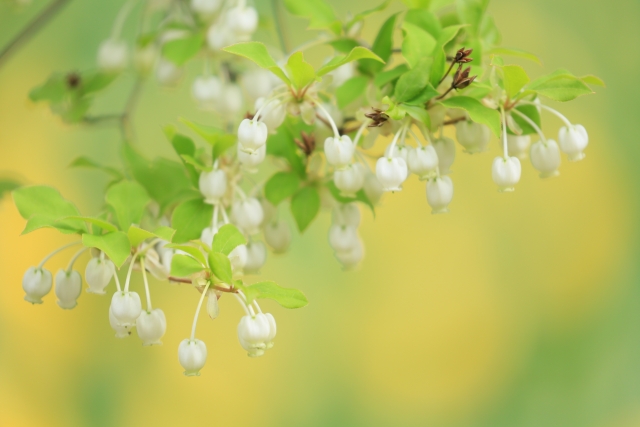 御在所岳で春に見られる花々