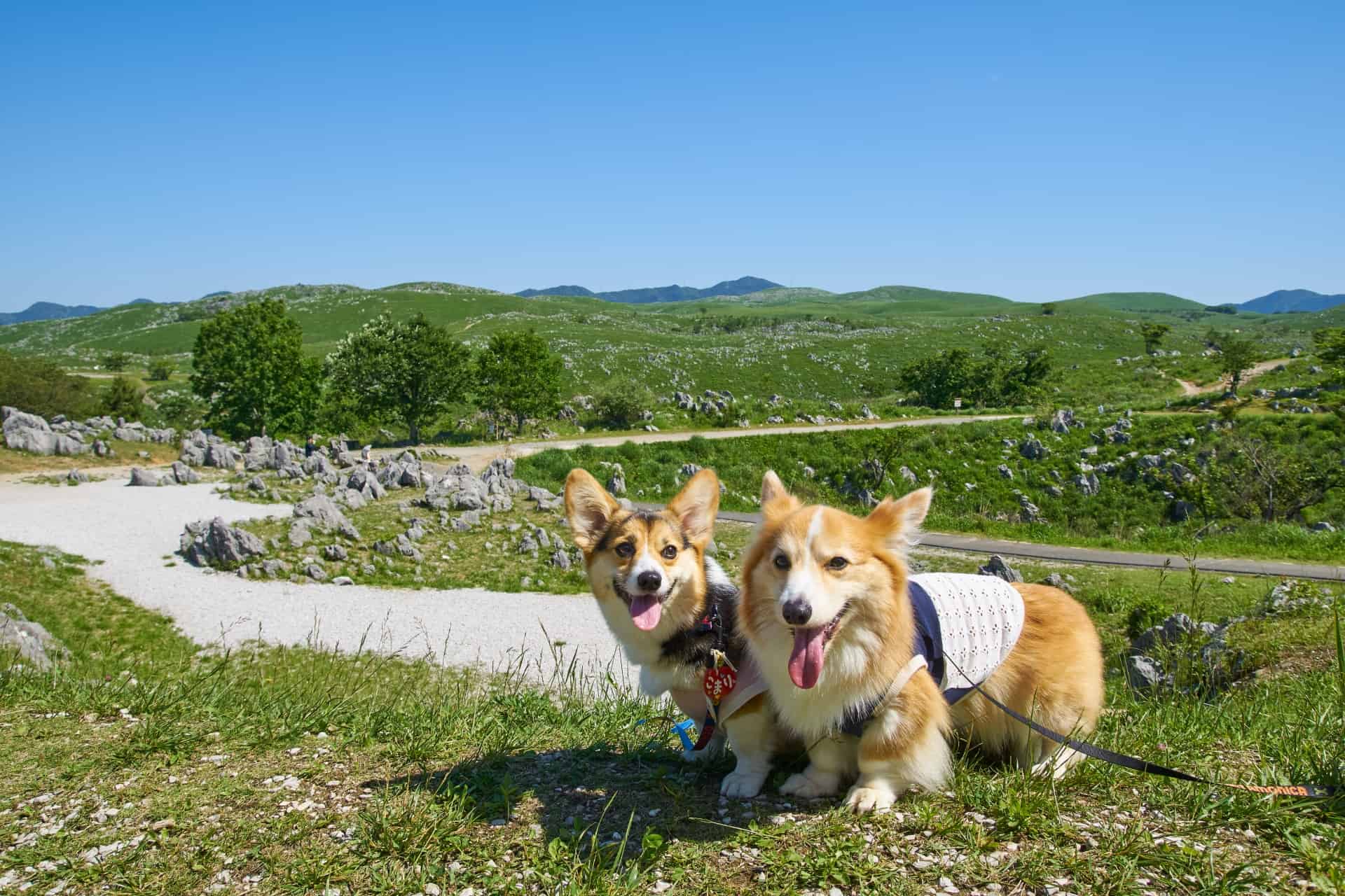 ペットと行ける三重県のおすすめ観光地